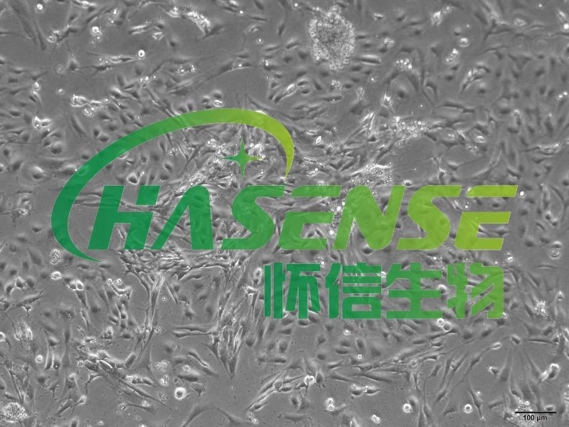 小鼠支氣管上皮細(xì)胞