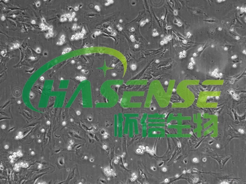 大鼠肺動脈成纖維細(xì)胞