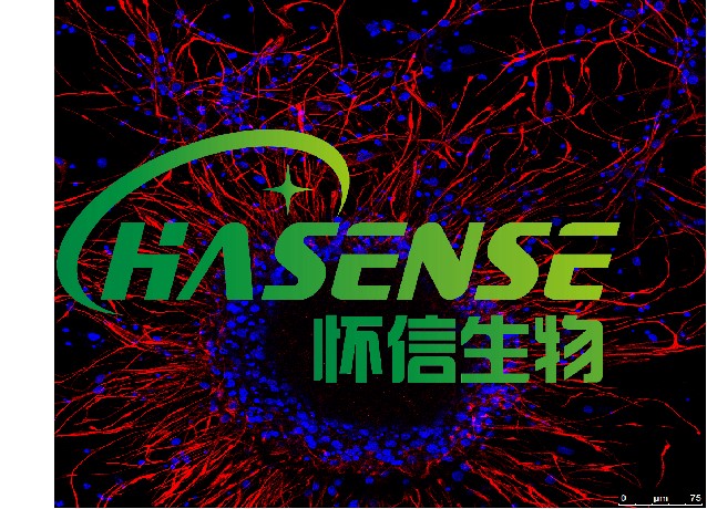 神經(jīng)干細胞誘導(dǎo)